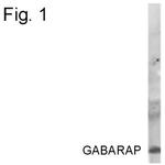 GABARAP Antibody in Western Blot (WB)