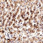 SMAD7 Antibody in Immunohistochemistry (Paraffin) (IHC (P))