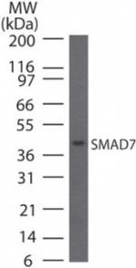 SMAD7 Antibody in Western Blot (WB)