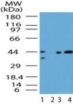 SMAD3 Antibody in Western Blot (WB)