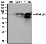 NFkB p65 Antibody in Western Blot (WB)