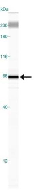 CD97 Antibody in Western Blot (WB)