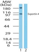 XPO4 Antibody in Western Blot (WB)