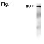 IKAP Antibody in Western Blot (WB)
