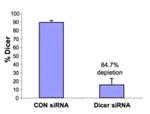 Dicer Antibody in ELISA (ELISA)