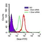 Dicer Antibody in Flow Cytometry (Flow)