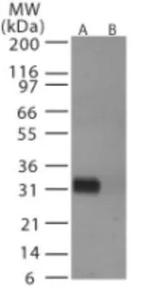 Influenza A H6N1 HA Antibody in Western Blot (WB)