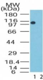 LSD1 Antibody in Western Blot (WB)