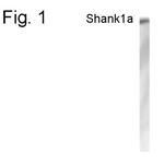 SHANK1 Antibody in Western Blot (WB)