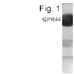 CRTH2 Antibody in Western Blot (WB)