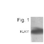 Kallikrein 11 Antibody in Western Blot (WB)