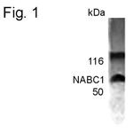 BCAS1 Antibody in Western Blot (WB)