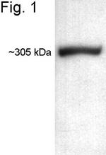 ATR Antibody in Western Blot (WB)