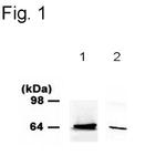 PINK1 Antibody in Western Blot (WB)