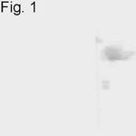 Nurr1 Antibody in Western Blot (WB)