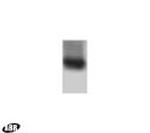 Parkin Antibody in Western Blot (WB)