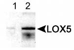 ALOX5 Antibody in Western Blot (WB)