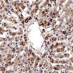 AHR Antibody in Immunohistochemistry (Paraffin) (IHC (P))