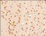 BMAL1 Antibody in Immunohistochemistry (Paraffin) (IHC (P))