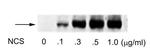 Phospho-ATF2 (Ser490, Ser498) Antibody in Western Blot (WB)