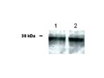 UBIAD1 Antibody in Western Blot (WB)