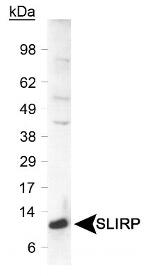 SLIRP Antibody in Western Blot (WB)