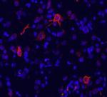 mGluR1 Antibody in Immunohistochemistry (Frozen) (IHC (F))