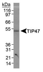 TIP47 Antibody in Western Blot (WB)