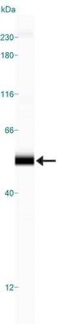 TIP47 Antibody in Western Blot (WB)