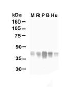 Glutamine Synthetase Antibody in Western Blot (WB)