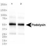 PODXL Antibody in Western Blot (WB)