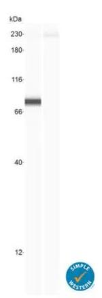 YAP1 Antibody in Western Blot (WB)