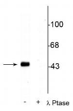 Phospho-CREB (Ser133) Antibody in Western Blot (WB)