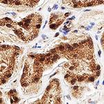 WWTR1 Antibody in Immunohistochemistry (Paraffin) (IHC (P))