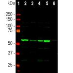 Coronin 1A Antibody in Western Blot (WB)