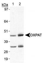 OXPAT Antibody in Western Blot (WB)