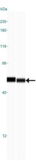 OXPAT Antibody in Western Blot (WB)