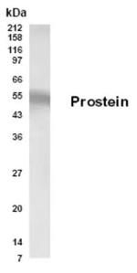 Prostein Antibody in Western Blot (WB)