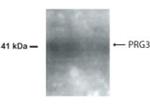 AMID Antibody in Western Blot (WB)