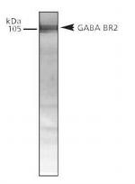 GABBR2 Antibody in Western Blot (WB)