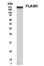 FLASH Antibody in Western Blot (WB)