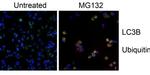 LC3B Antibody