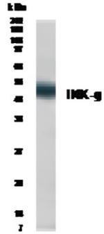 IKK gamma Antibody in Western Blot (WB)