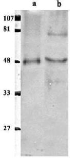 EAP2 Antibody in Western Blot (WB)