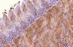 beta Actin Antibody in Immunohistochemistry (Paraffin) (IHC (P))