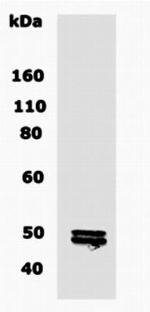 CNPase Antibody in Western Blot (WB)