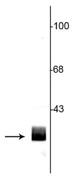 14-3-3 beta Antibody in Western Blot (WB)