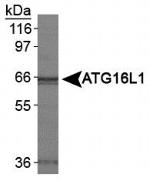 ATG16L1 Antibody in Western Blot (WB)