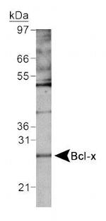 Bcl-X Antibody in Western Blot (WB)