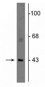 Connexin 43 Antibody in Western Blot (WB)